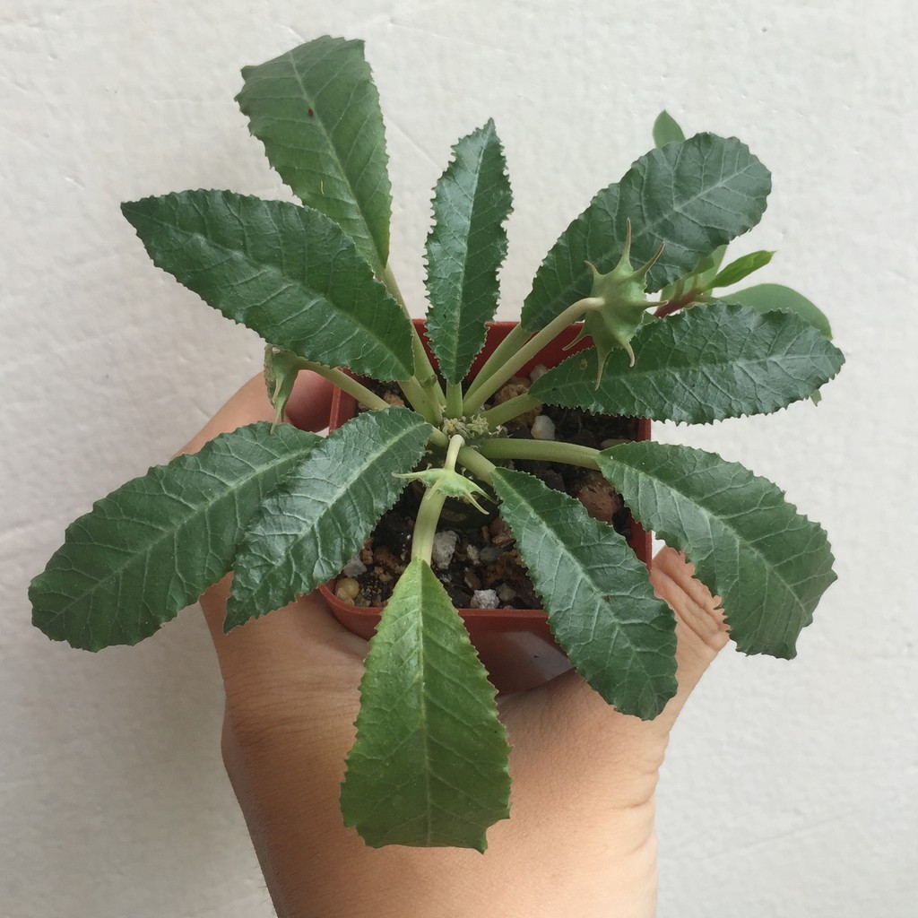 Cây mặt trời thân củ Dorstenia