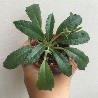 Cây mặt trời thân củ Dorstenia