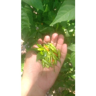 Ớt Xiêm Rừng (20-25 hạt)
