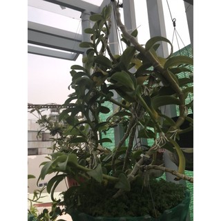 Phi Điệp Phú Thọ