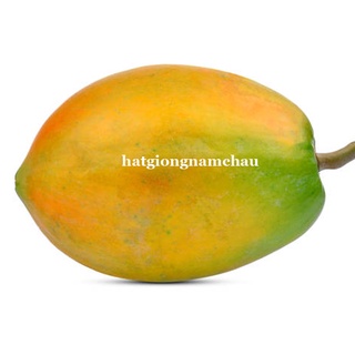10h - hạt giống đu đủ ruột vàng