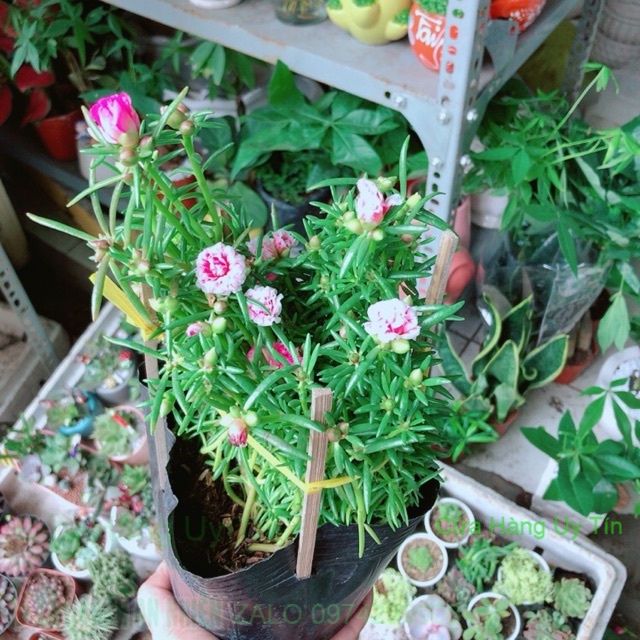 Hoa Mười Giờ Mỹ