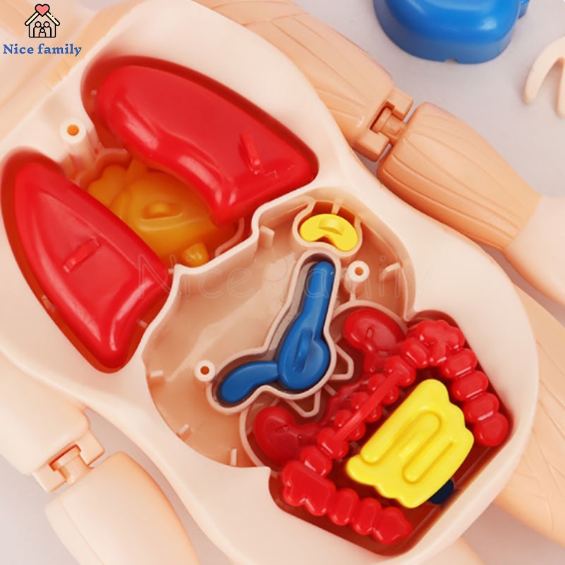 Đồ Chơi Cơ Thể Người 3D Lắp Ráp DIY Hỗ Trợ Dạy Học Y Tế Cho Bé Qy0u