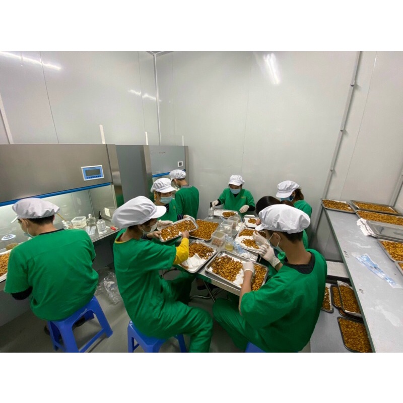 Đông Trùng Hạ Thảo Ký Nhộng Chủ  - Khô Sấy Thăng Hoa Cao Cấp