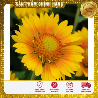 Hạt giống hoa cúc công chúa LUCKY SEED