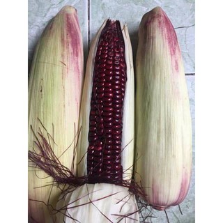 Hạt giống ngô nếp tím Thái ( gói 5gram - 30 hạt )