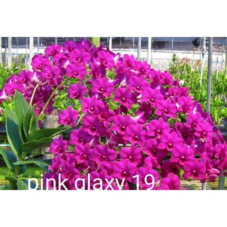 Hoa lan denro pink galaxy