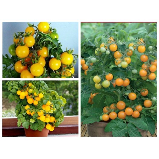 Bán buôn Cà Chua Bon Sai Vàng bao đẹp