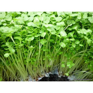 Hạt giống rau mầm cải Đà Lạt