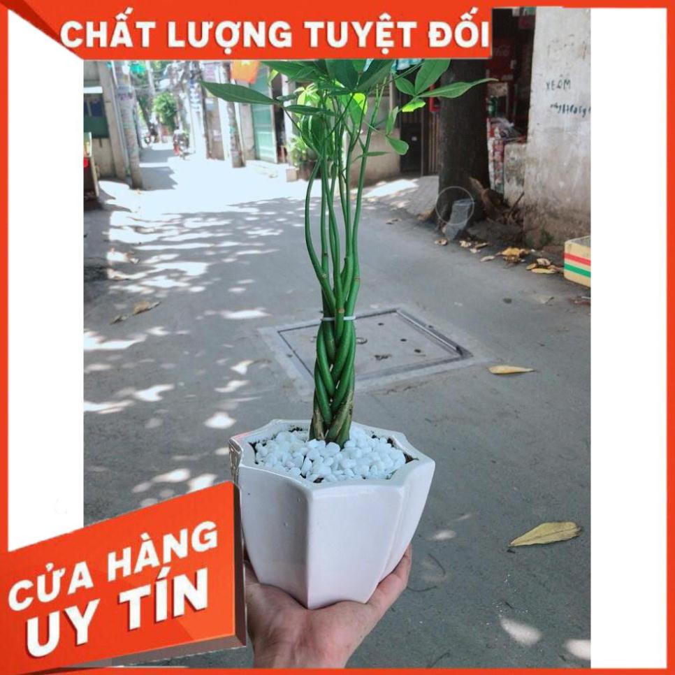 Chậu kim ngân 5 thân Nhiều Người Mua