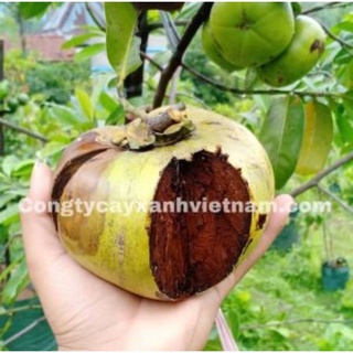 Cây giống hồng đen socola cho trái siêu sớm