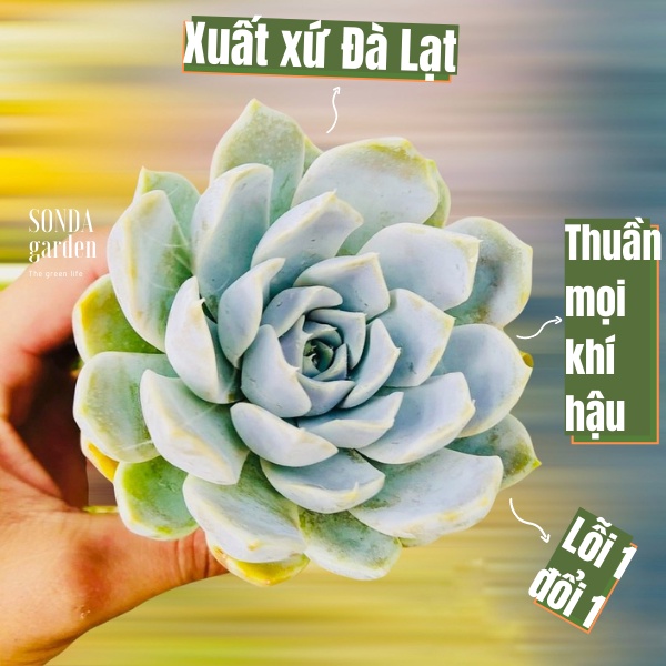 Sen đá móng tay SONDA GARDEN size bé 5-8cm, xuất xứ Đà Lạt, khoẻ đẹp, lỗi 1 đổi 1