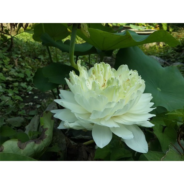 ⚡️ HẠT GIỐNG⚡️ SEN BÁCH DIỆP TRẮNG GÓI 4 HẠT