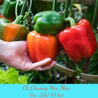 40 HẠT GIỐNG ỚT CHUÔNG MIX MÀU: XANH, VÀNG,ĐỎ, ĐEN