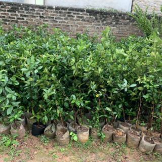 Cây cherry Brazil lớn