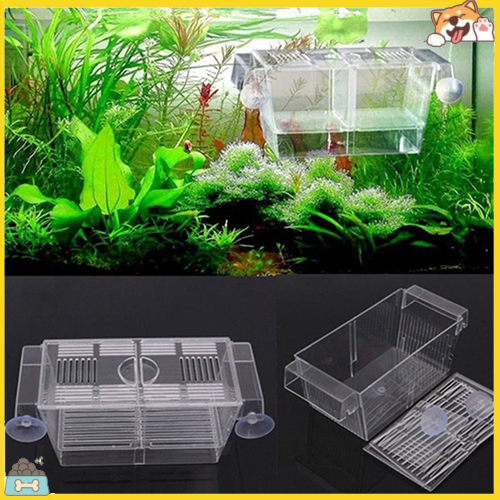 Hộp nuôi cá mới sinh trong bể cá bằng nhựa trong suốt