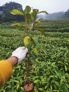 Cây Vú sữa