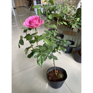 cây hoa Hồng Lafon thân tree
