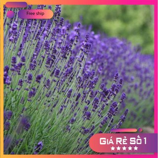 Hạt giống Oải hương (Lavander) (100 hạt)