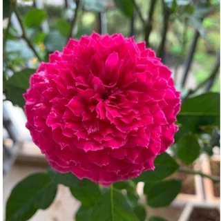 Cây hoa hồng ngoại Ramukan Rose - hoa thơm