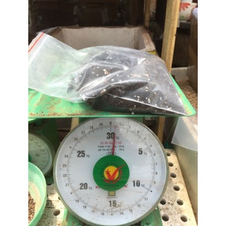 Đất trồng sen đá