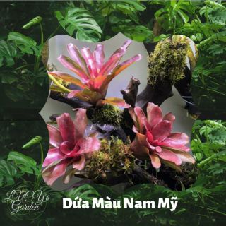 Dứa Màu Nam Mỹ