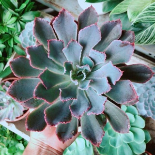 Sen Bắp Cải Tím