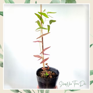 Cây cánh chuồn, ngải bướm, đậu cánh dơi