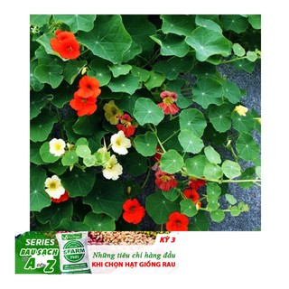 Hạt Giống Hoa Sen Cạn - 5 Hạt