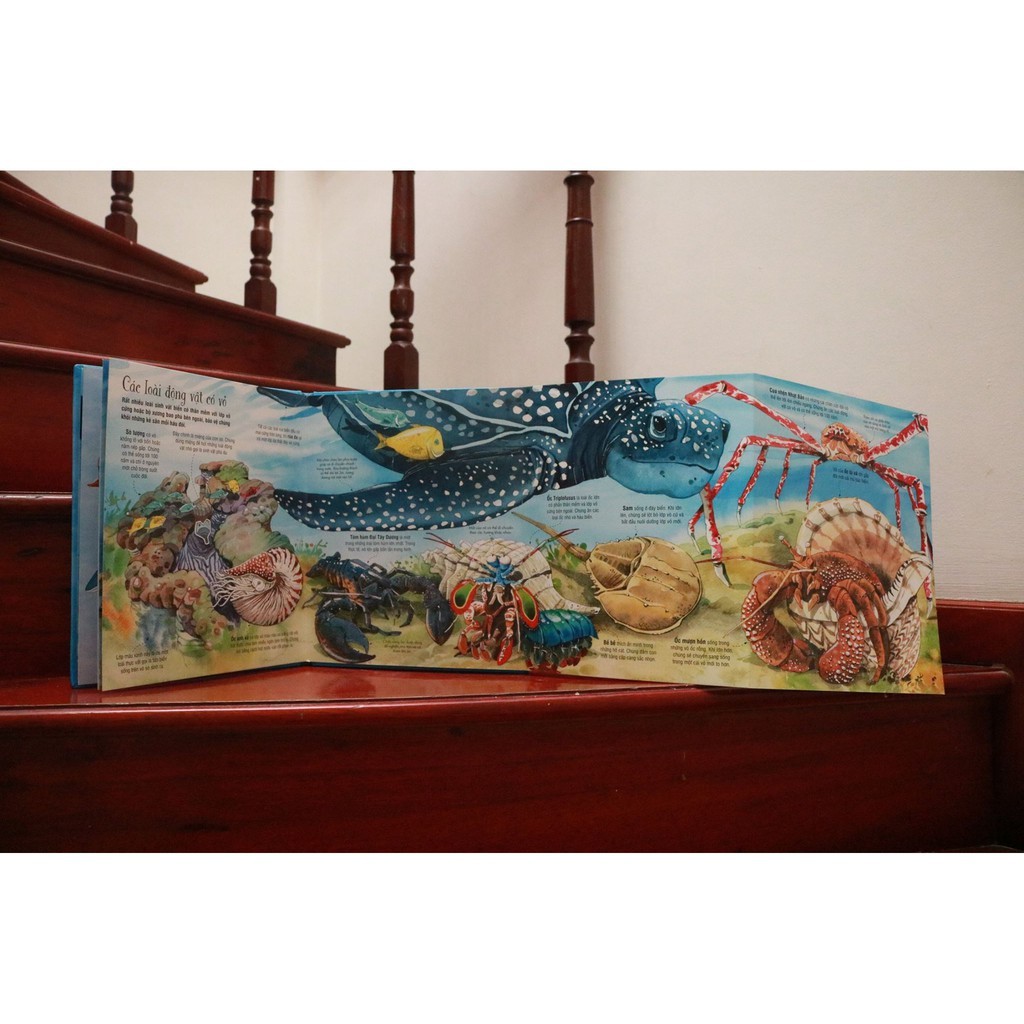 SÁCH - Big book - Cuốn sách khổng lồ về các loài động vật biển