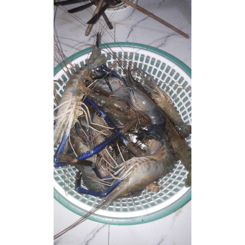 LƯỠI CÂU TÔM PIONER SIÊU NHẠI SỐ 3