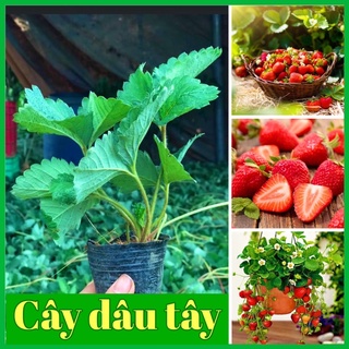  Cây dâu tây giống Hana chịu nhiệt quả ngọt dâu tây trồng chậu 