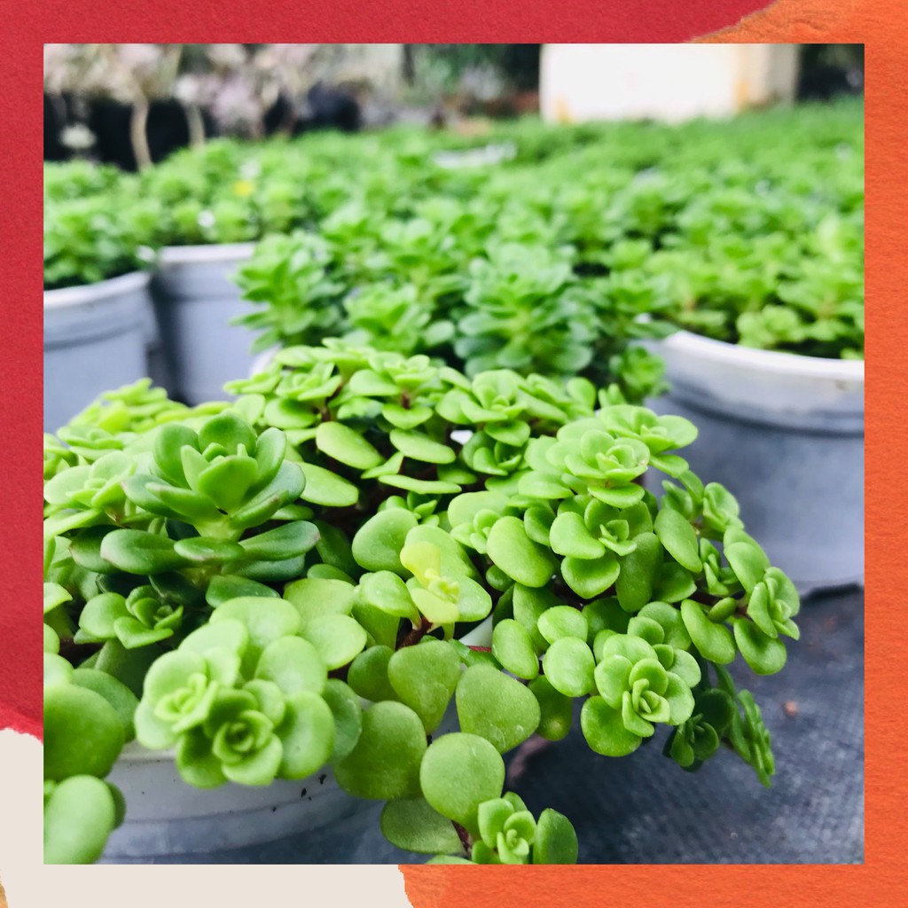 Sen đá sedum vảy cá Đà Lạt size trung bình cây cảnh trang trí nhà cửa Toro garden