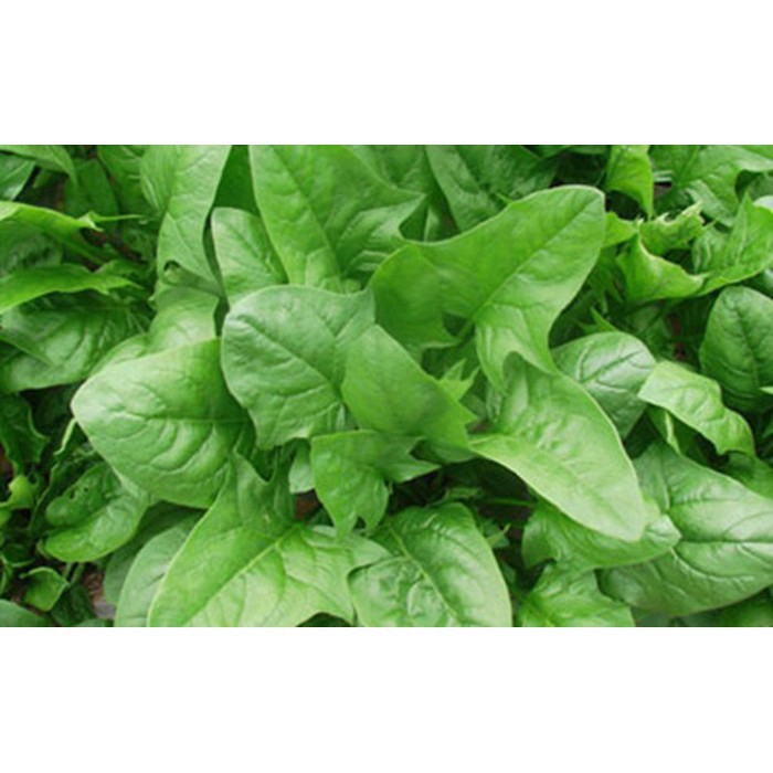 HẠT GIỐNG CẢI BÓ XÔI CHỊU NHIỆT GÓI 20 GRAM