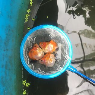 KHIÊM AQUARIUM_Vi sinh cao cấp cho cá cảnh, cá KOI, cá vàng  (150g=20.000 ml dung dịch men vi sinh nước và pha được 150m