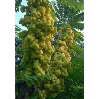 Cây chùm ruột chua cao 40cm