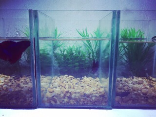 [Tặng sỏi và thức ăn] Bể cá betta mini kích thước 15x12x16cm
