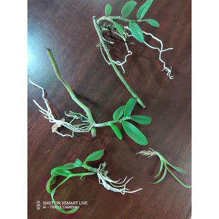Hoa lan phi điệp, giả hạc