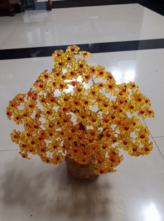 Cây kim tiền( thần tài)
