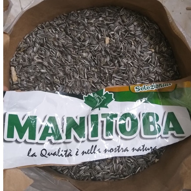 1kg HẠT HƯỚNG DƯƠNG TƯƠI MANITOBA