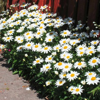 Hạt giống hoa cúc chi trắng