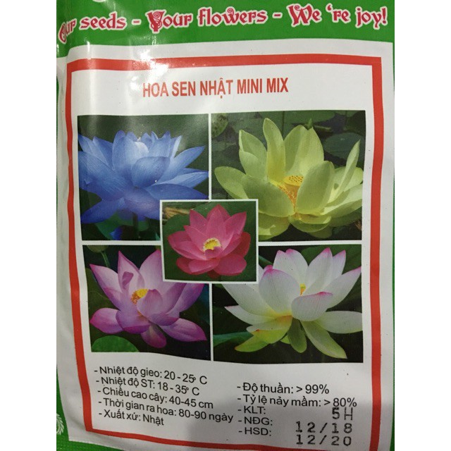 --- Hạt Giống Hoa Sen Nhật Mini Mix 5 hạt (5 màu) chất, giá rẻ.