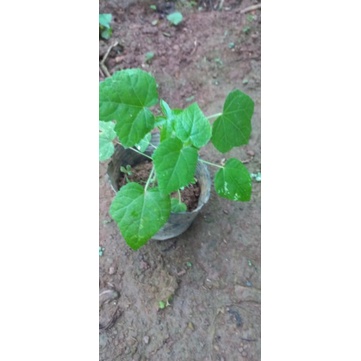 Cây dược liệu sâm bồ chính  1 bầu