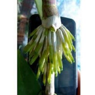 Lọ100g thuốc kích rễ cực mạnh N3m