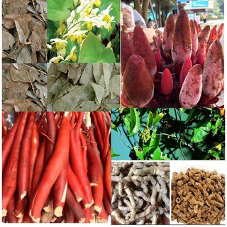 Combo 2kg đủ vị: Ba kích, nấm ngọc cẩu, sâm cau, nhục thung dung, dâm dương hoắc, kỷ tử