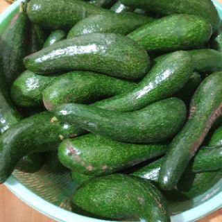 Bơ 034  Lâm Đồng( bơ nữ hoàng)