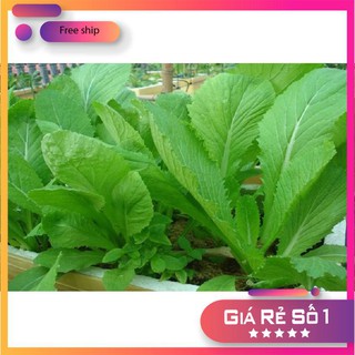 Hạt giống Cải bẹ xanh 100g