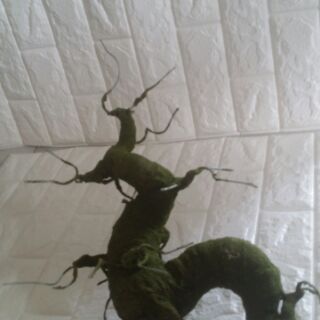 Gốc cây bonsai dáng rồng