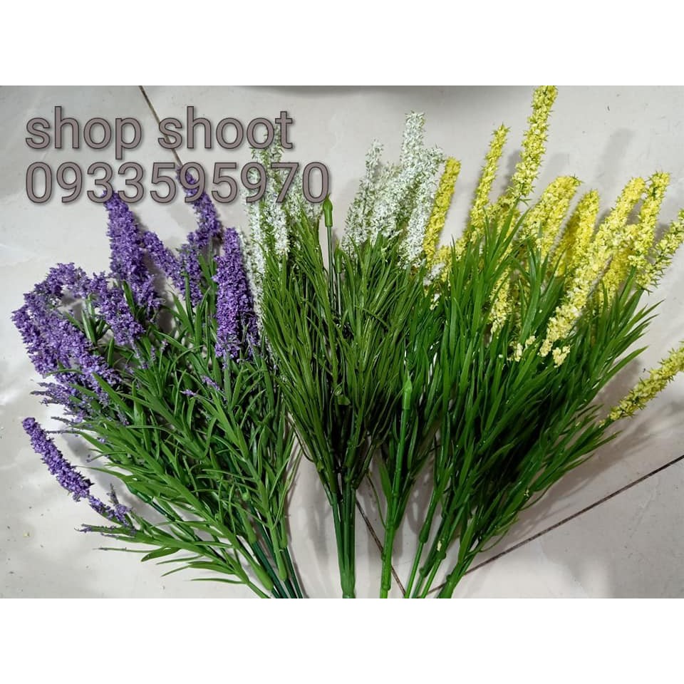 cỏ điểm cành lavander