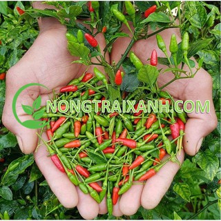 30h - hạt giống ớt xiêm siêu trái